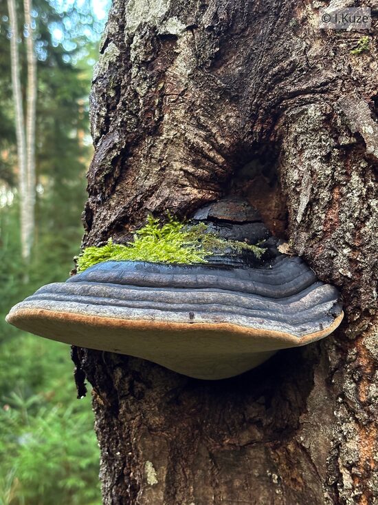 Phellinus populicola
